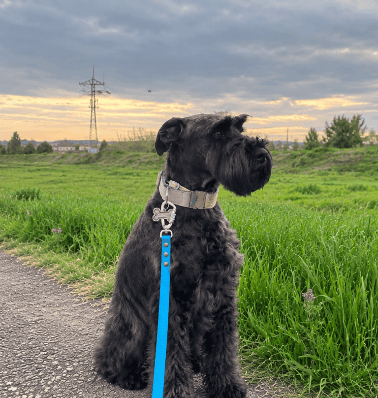 Pepo_Schnauzer negro mediano