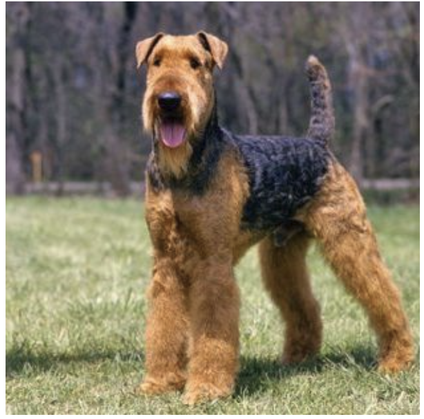 Aridale Terrier