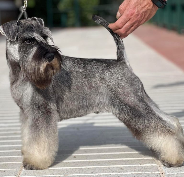 Charlie_Schnauzer Anthares New Blood