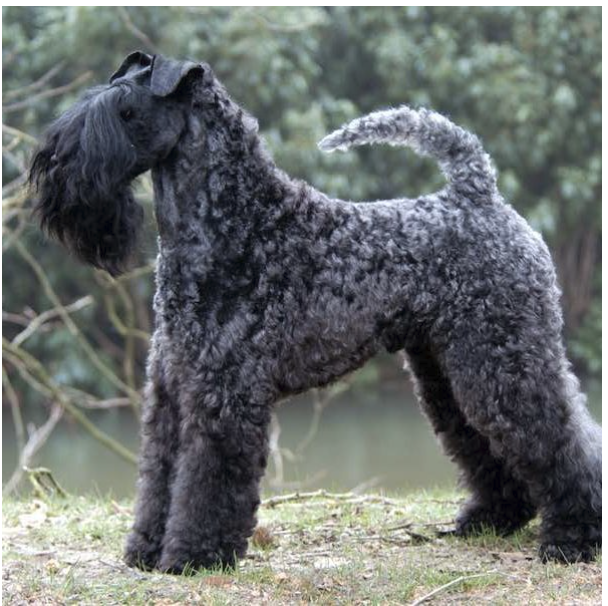 Kerry blue terrier