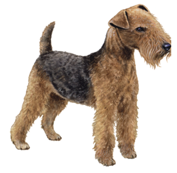 Lakeland Terrier