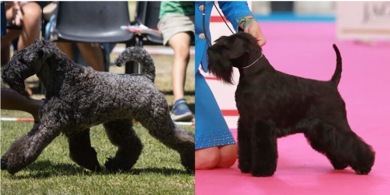 Menta, Kerry Blue Terrier, y Queen, Schnauzer ini negro