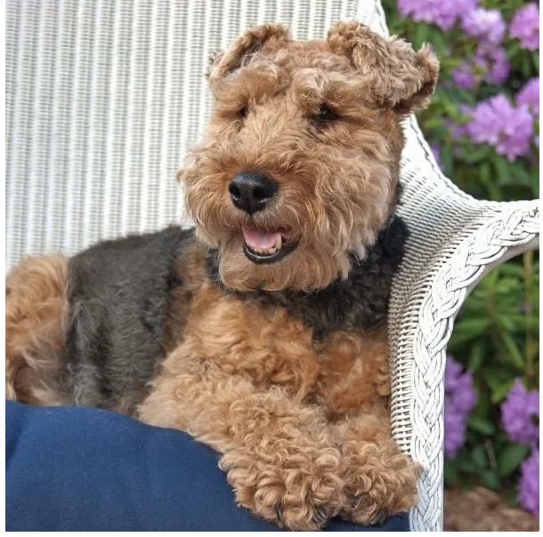 Welsh_Terrier